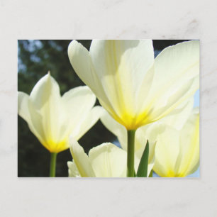 Tulip Garden postcards Custom White Tulips
