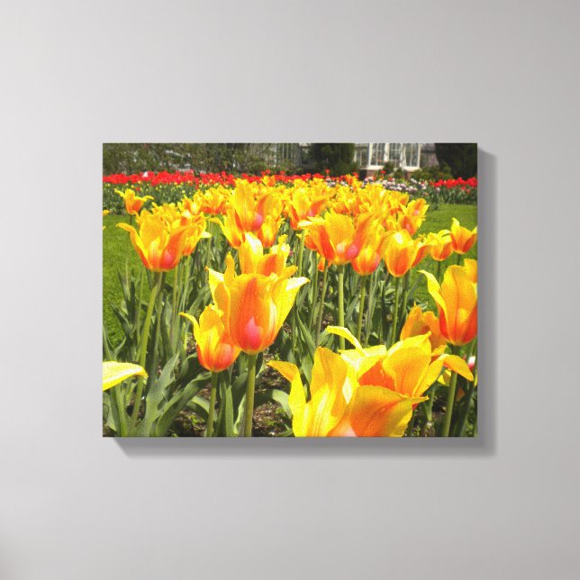 Tulip Garden Wrapped Canvas (Front)