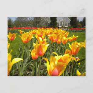 Tulip Gardens, Elizabeth Park, Hartford, CT Postcard