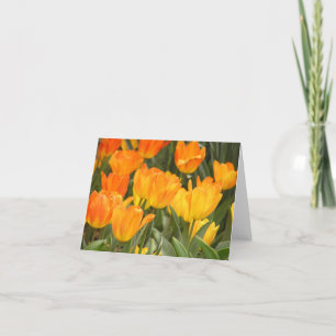 Tulip 'General DeWitt' card