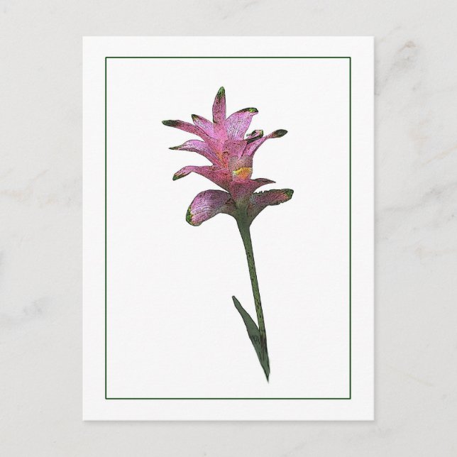 Tulip Ginger Botanical Photo-Sketch Postcard (Front)