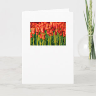 Tulip Greeting Card