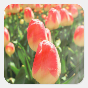 Tulip Heaven Square Sticker