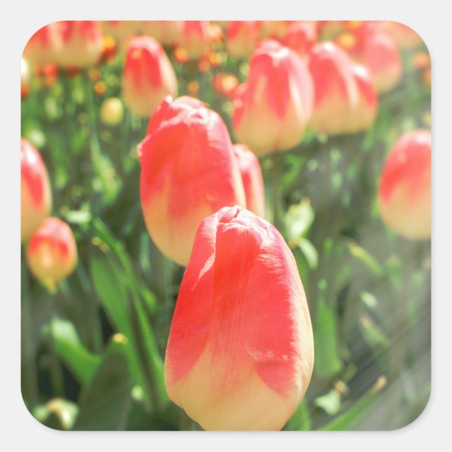 Tulip Heaven Square Sticker (Front)
