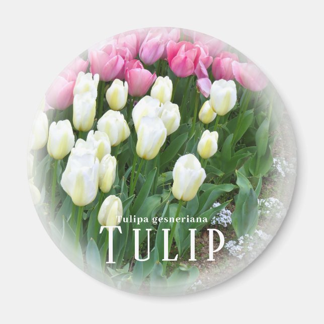 Tulip Magnet (Front)