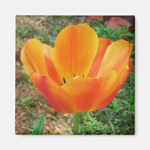 Tulip magnet