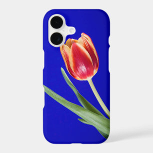 Tulip on blue background