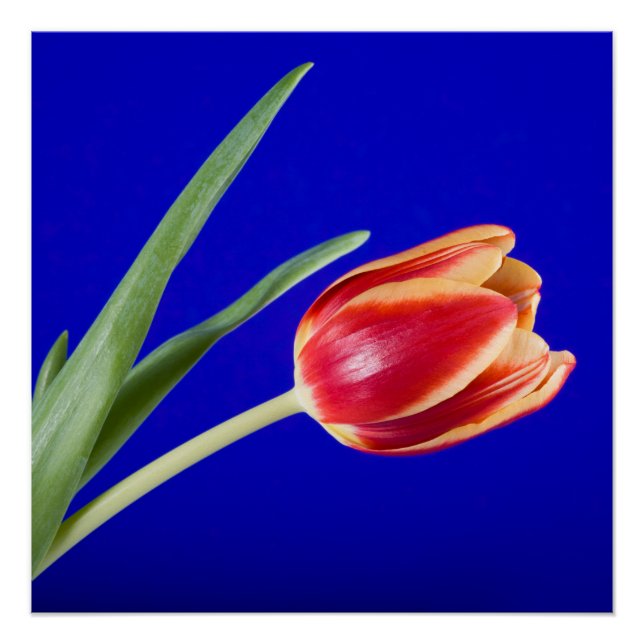 Tulip on blue background poster (Front)