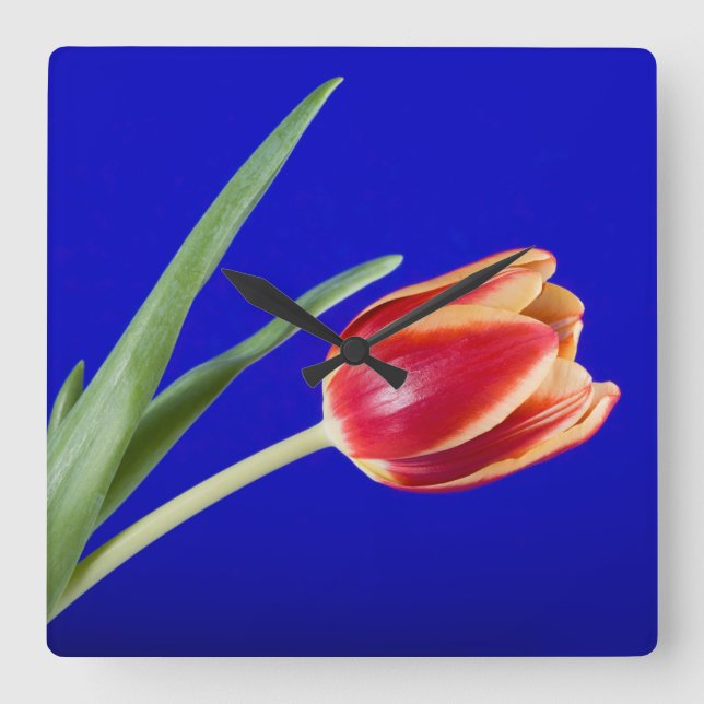 Tulip on blue background square wall clock (Front)