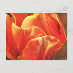 Tulip on Fire Postcard