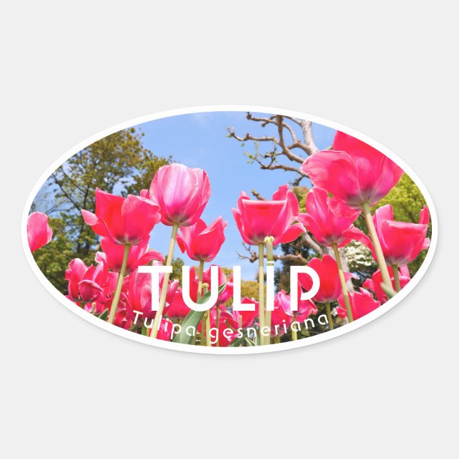 Tulip Oval Sticker (Front)