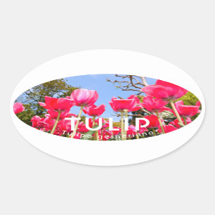 Tulip Oval Sticker