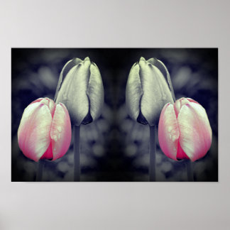Tulip Pair Art Black And White Partial Colour Poster