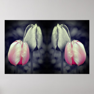 Tulip Pair Black And White Partial Colour  Poster