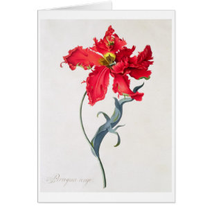 Tulip: Perroquet Rouge