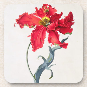 Tulip: Perroquet Rouge Coaster