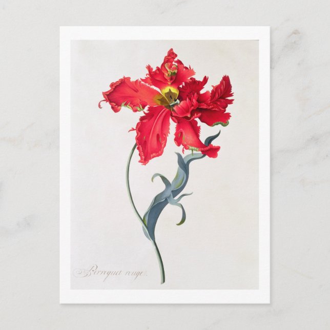 Tulip: Perroquet Rouge Postcard (Front)