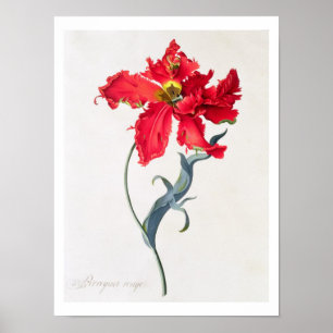 Tulip: Perroquet Rouge Poster