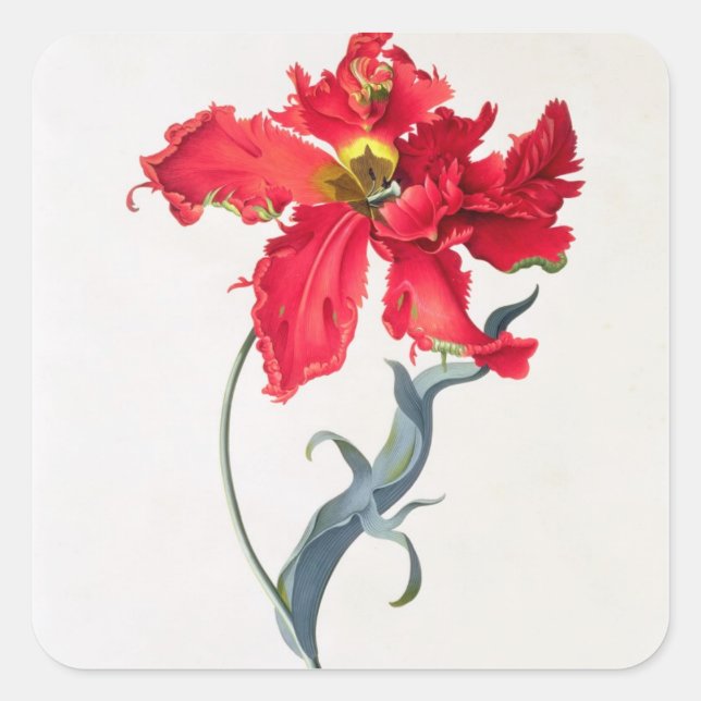 Tulip: Perroquet Rouge Square Sticker (Front)