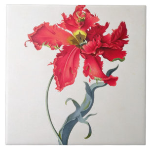 Tulip: Perroquet Rouge Tile