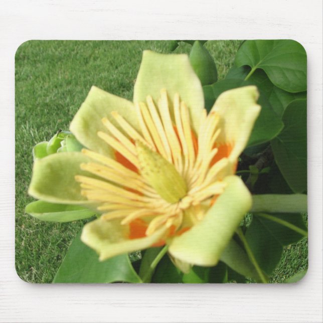 Tulip Poplar Bloom Mouse Pad (Front)