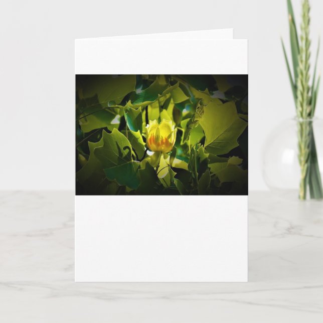 Tulip Poplar Blossom, card (Front)