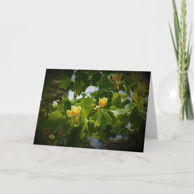 Tulip Poplar Blossom, card (Front)