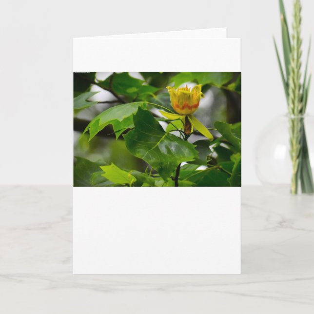 Tulip Poplar Blossom, card (Front)