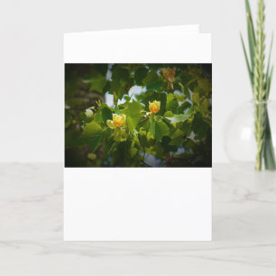 Tulip Poplar Blossom, card