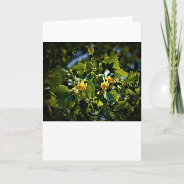 Tulip Poplar Blossom, carte (Devant)