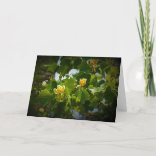 Tulip Poplar Blossom, carte