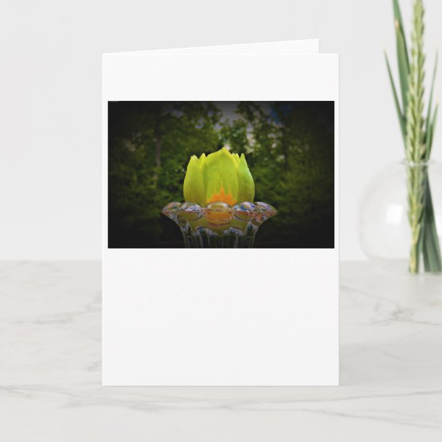 Tulip Poplar Blossom, carte (Devant)
