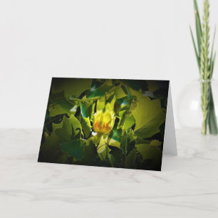 Tulip Poplar Blossom, carte