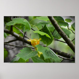 Tulip Poplar Blossom, Poster
