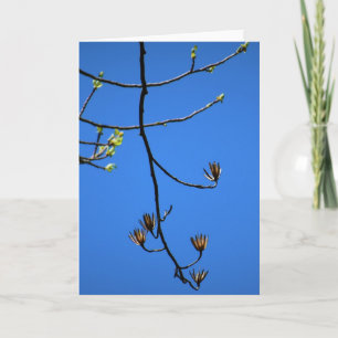 Tulip Poplar, card