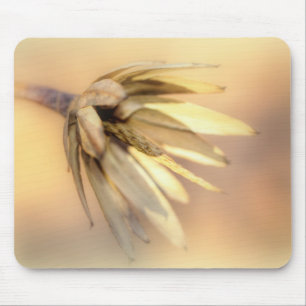 Tulip Poplar Empty Seed Pod Mouse Pad