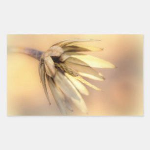 Tulip Poplar Empty Seed Pod Sticker