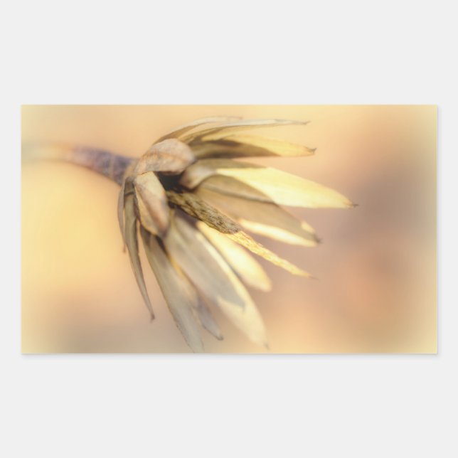 Tulip Poplar Empty Seed Pod Sticker (Front)
