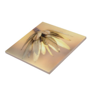 Tulip Poplar Empty Seed Pod Tile