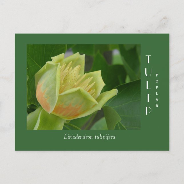 Tulip Poplar Flower Postcard (Front)