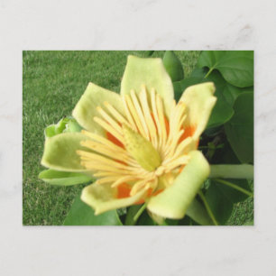Tulip Poplar Postcard
