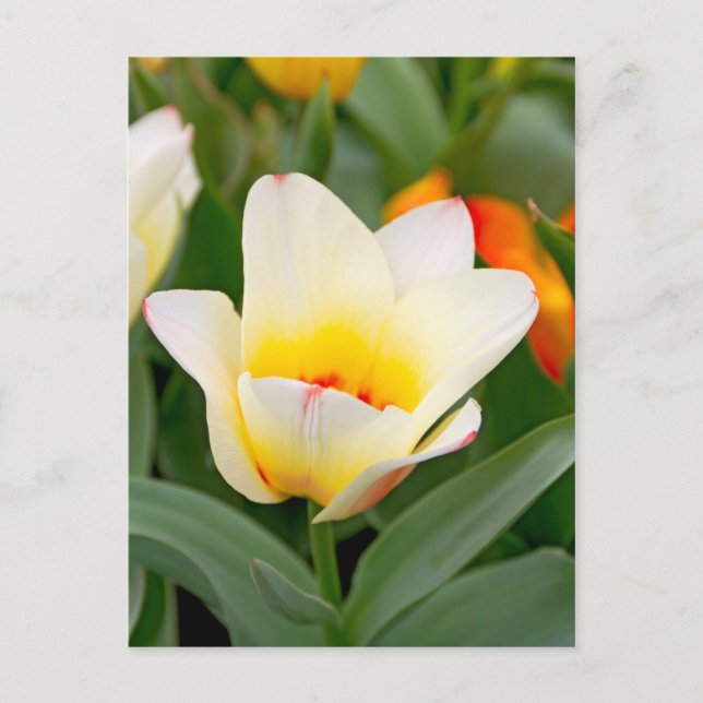 Tulip Postcard (Front)