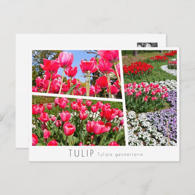 Tulip Postcard (Front/Back)