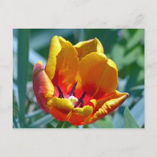 Tulip Postcard