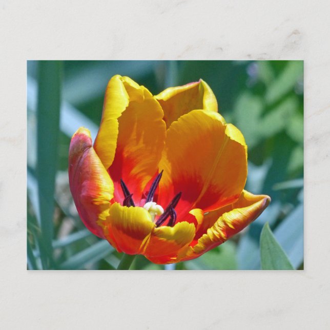 Tulip Postcard (Front)