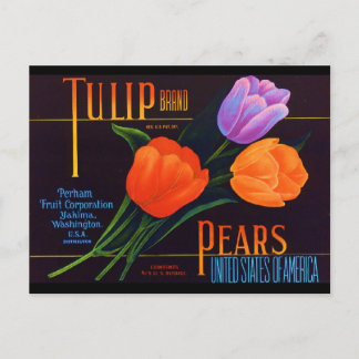 Tulip Postcard