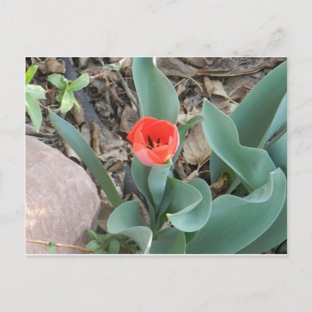Tulip Postcard (Front)