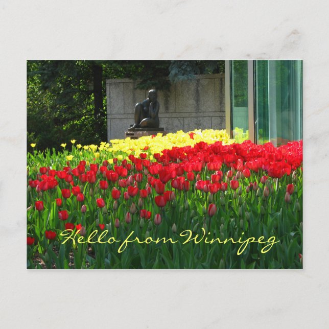 Tulip Postcard (Front)