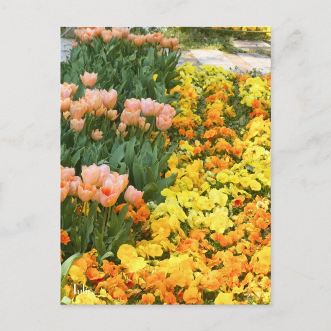 Tulip [Postcard] Postcard (Front)