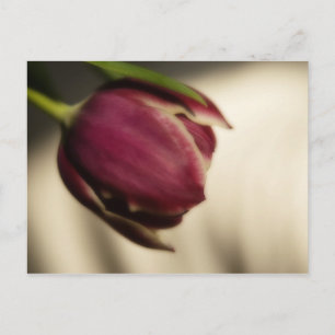 Tulip (postcard) postcard